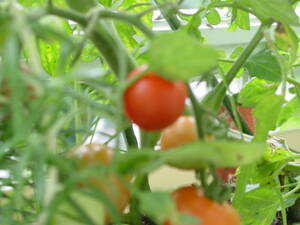 トマトの収穫。プランターでトマト栽培。