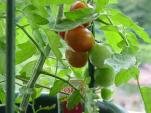 プランターでミニトマト栽培をする。
