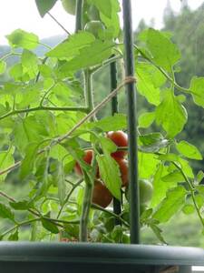 トマトの収穫。プランターでトマト栽培。田舎での家庭菜園。