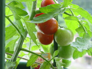 田舎でもプランター家庭菜園でミニトマト栽培をする。