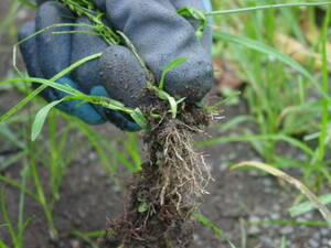 草取り。雨が降った後なら、手で根っこから引き抜くことも簡単。田舎暮らしは雑草との闘い。