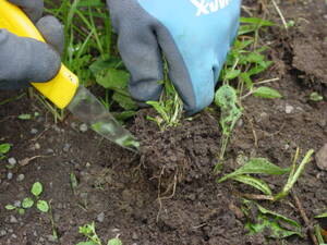 金属ヘラで雑草を取る。根元から引き抜く。