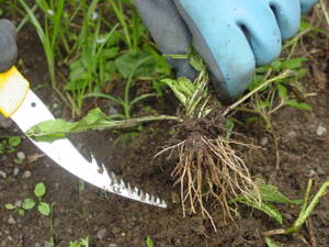 金属ヘラで雑草を取る。根元から引き抜いたら、土を落としておく。