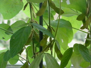 枝豆をプランターで栽培する。