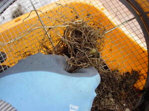 根の塊は土を落として、取り除く。
