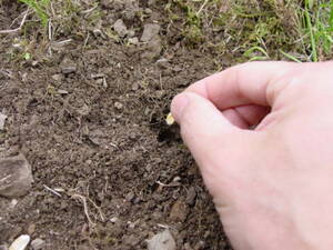 一カ所3粒、種と種の間3～5cmほどにして、深さ1cm～2cm に指で穴をつくって埋める。