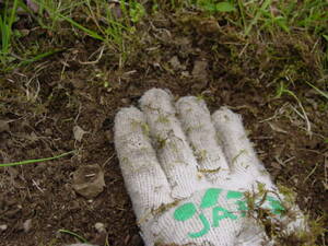 植え付けた後は、土をもどし、土と種が密着するように、手で押さえつけておく。