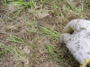 カボチャの種まき。土をもどし、土と種が密着するように、手で押さえつけておく。