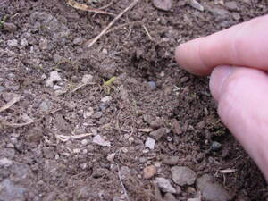 一カ所3粒、種と種の間3～5cmほどにして、深さ1cm～2cm に指で穴をつくって埋める。