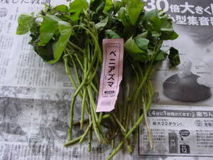 サツマイモの苗。25本、548円。コメリで購入。