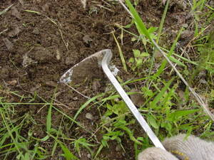 ねじり鎌で植え付けるとろの草を刈って、土を露出させる。