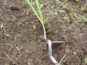 ねじり鎌は土を深く掘るためにもいい働きをする。20cmほどの間隔で植える。
