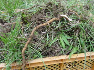 畑の準備で根を取り除く：自然栽培でプチ自給自足