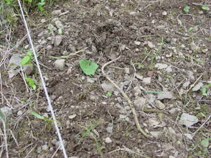ツマイモ害獣被害で苗ごと引き抜かれている：自然栽培でプチ自給自足