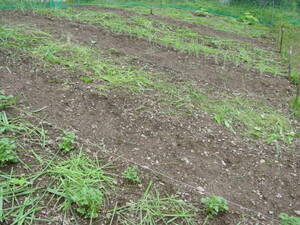 畑の準備で露出した土を草で覆う：自然栽培でプチ自給自足