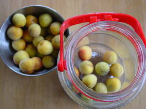 梅シロップの作り方：梅を3分の1入れる～スローフードで保存食