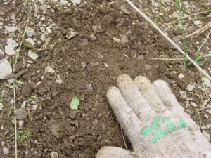 土と種が密着するように、手で押さえる：自然栽培でプチ自給自足