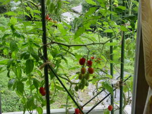 ミニトマトの収穫。自給自足には及ばないが、それでも田舎でもベランダの家庭菜園は大活躍