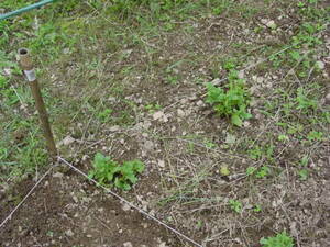 害獣によって葉が育っていない：ジャガイモの栽培経過を振り返る。自然栽培でプチ自給自足