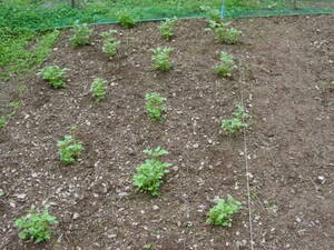 雑草を全部刈る：ジャガイモの栽培経過を振り返る。自然栽培でプチ自給自足