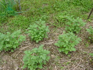食害にあわないと育ってきだす：ジャガイモの栽培経過を振り返る。自然栽培でプチ自給自足