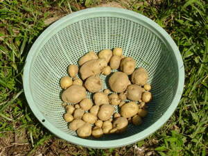 掘ってみるとクズイモだらけ：ジャガイモの栽培経過を振り返る。自然栽培でプチ自給自足