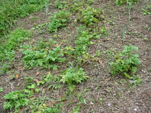 収穫後はネギを植える：ジャガイモの栽培経過を振り返る。自然栽培でプチ自給自足