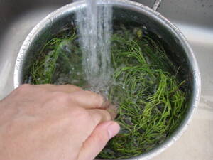 水洗いする：スギナ茶の作り方。スローフードで健康茶
