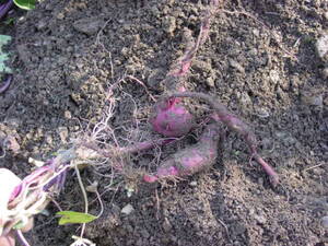 収穫：サツマイモの栽培経過。自然栽培でプチ自給自足