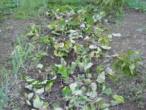 刈り取ったツルを元に戻しておく：サツマイモの栽培経過。自然栽培でプチ自給自足