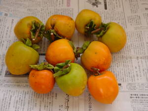 干し柿用の渋柿：医食農同源で保存食をつくる。