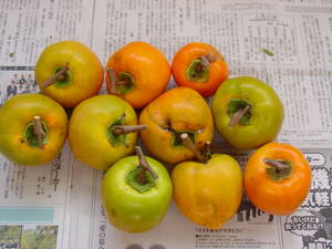 包丁とピーラーで皮をむく：干し柿で保存食をつくる。
