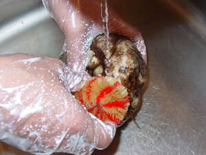 下準備でこんにゃく芋をよく洗う：生芋こんにゃくのつくり方