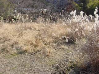 周りはススキが生い茂っている｜畑の準備をする：健康長寿村構想