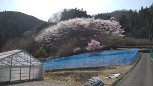 桜の季節の苗植え：桑の苗の植え付け方