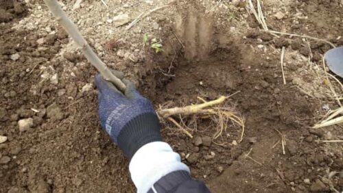 根ごしらえをする：桑の苗の植え付け方