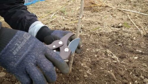 桑苗を15cmほどに切る：桑の苗の植え付け方