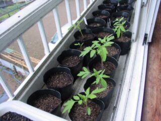 トマトの苗を育てる：トマトの種採りをする