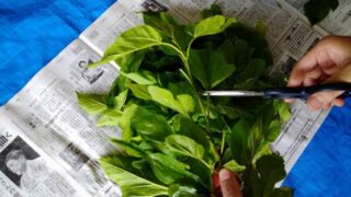 桑の葉の葉身部分を使う：自ら栽培した桑で桑茶をつくる