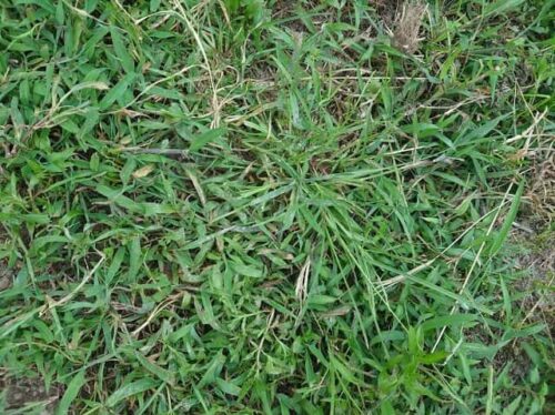 メヒシバおそるべし：除草と駆除の雑草対策
