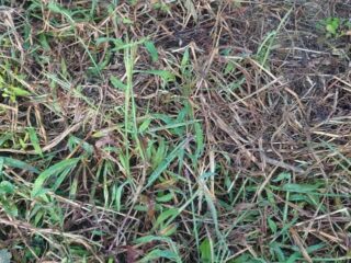 メヒシバはちょっとぐらい刈られただけでは平気：除草と駆除の雑草対策
