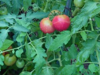 熟したトマトを種用にする：トマトの種採りをする