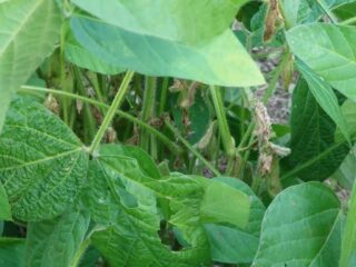 大豆は害虫にあいやすい：自然農薬の作り方（ウオッカ・クローブ・トウガラシ・木酢液・ニンニク・キトサン粉末）