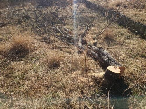 チェーンソーで木を伐採する