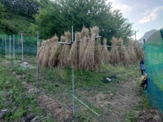 小麦をハザカケで乾燥させる：田舎での自給自足