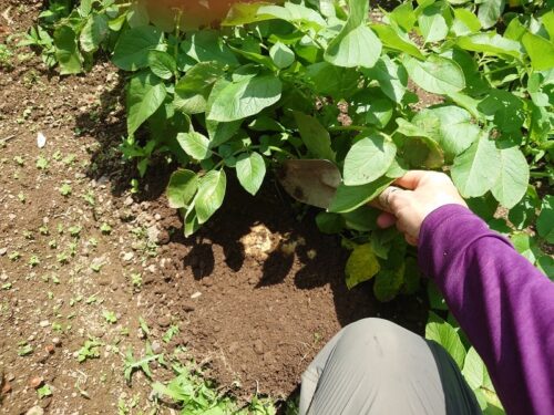枯れてなくてもジャガイモは大きくなっている：新ジャガの一番うまい食べ方、掘り出し方