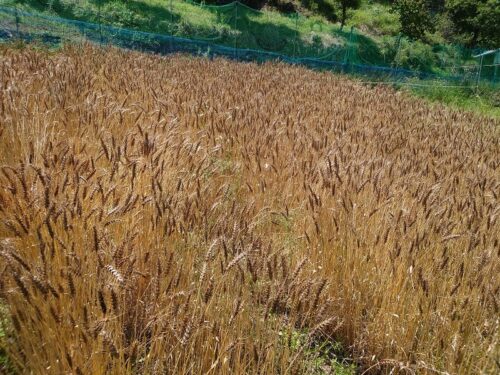 自ら栽培した小麦の全粒粉の手打ちうどんを喰らう