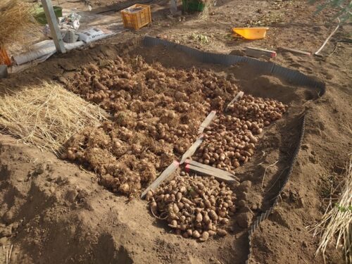 穴を掘って種イモなどを保管：畑、野菜の寒さ対策、霜対策