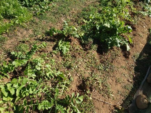 ダイコンの首が土にすべて埋まるように土寄せする：畑、野菜の寒さ対策、霜対策