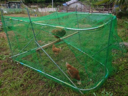 チキントラクター:トマトの支柱を横に倒して創作。太陽の光をあびて虫も食べ放題。